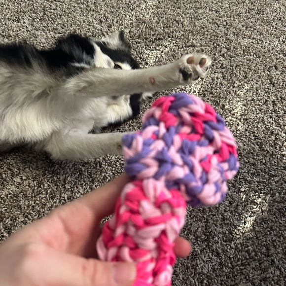 Dog toy - pomsky’s favorite toy - Picture 2 of 7
